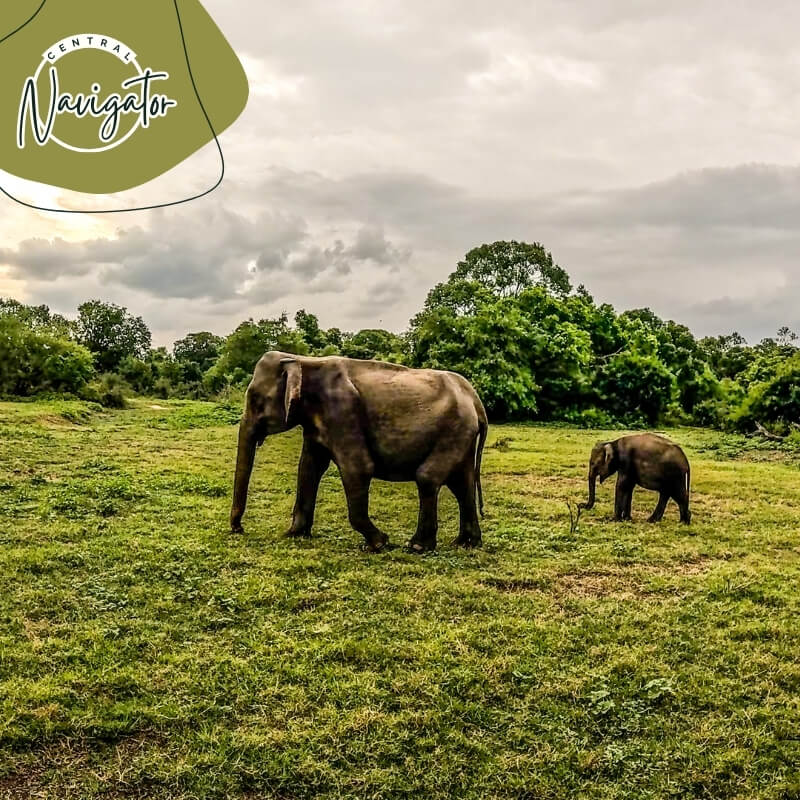 Central Navigator Day Tours